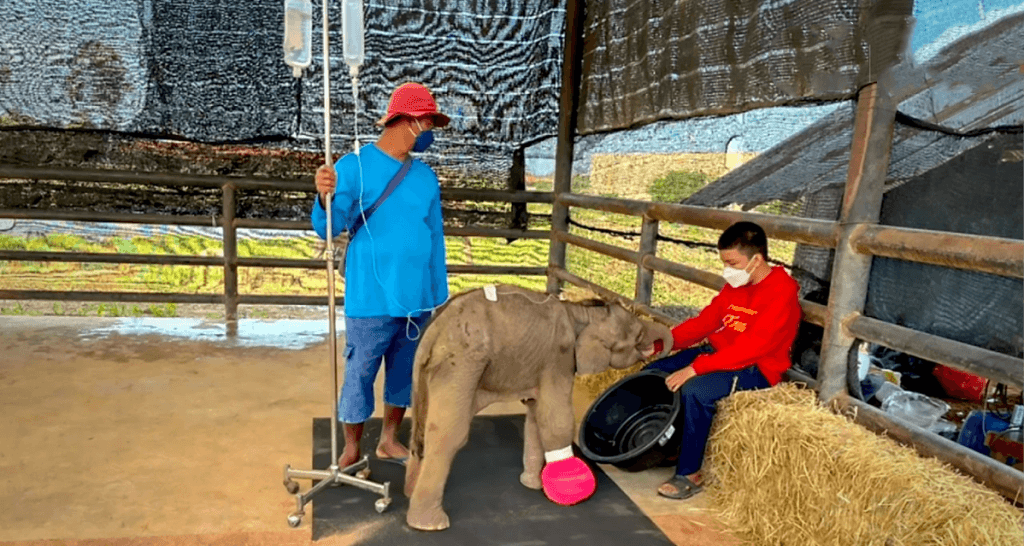 UPDATE | Het gaat goed met de gewonde “Kwak Rak” op de intensive care afdeling van Tropical Garden “Nong Nooch” in Pattaya