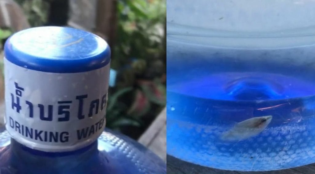 Drinkwater-fabriek in de Noordoost Thailand genoodzaakt om zijn activiteiten stop te zetten na een visje in verzegelde watercontainer te hebben gevonden