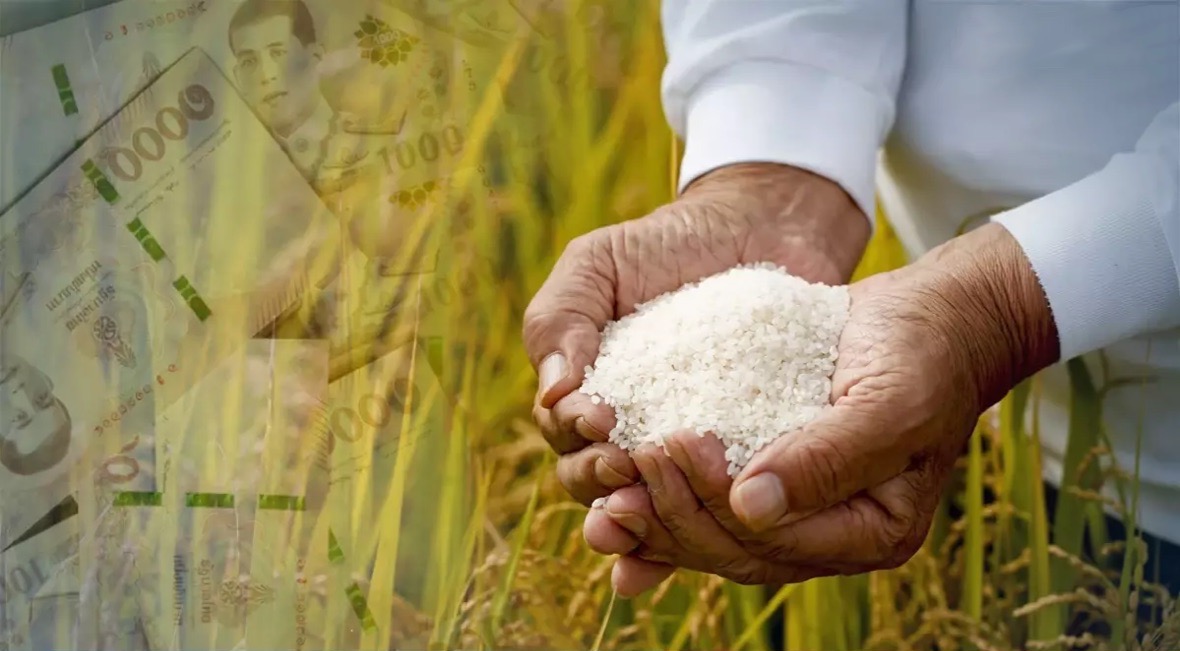 Khun Yinglucks plan voor het toezeggen van rijst veroorzaakte duizelingwekkende verliezen, enorme schulden, tonnen rottende rijst