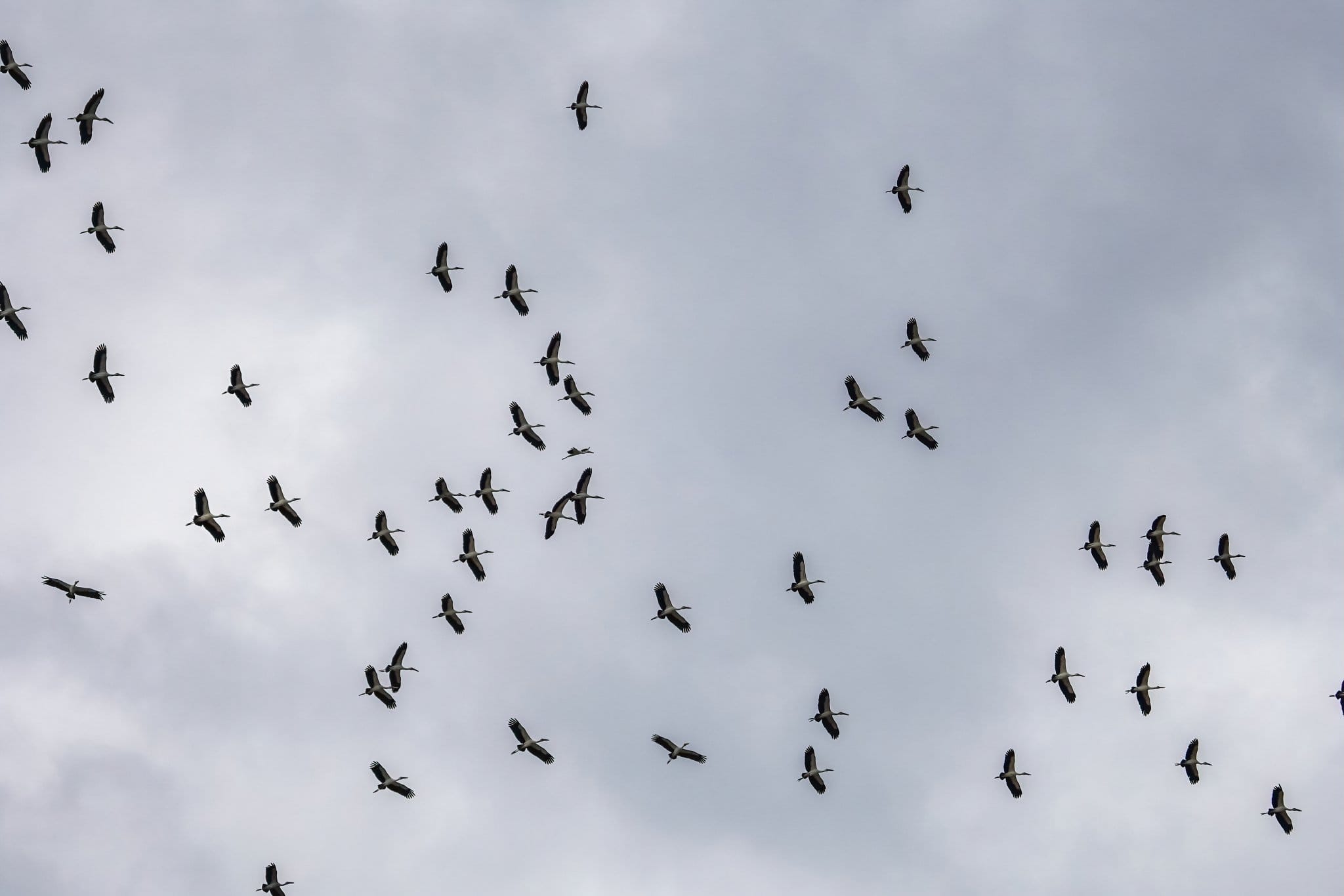 De crash F-5 straaljager in Lopburi wordt verweten aan een vogel
