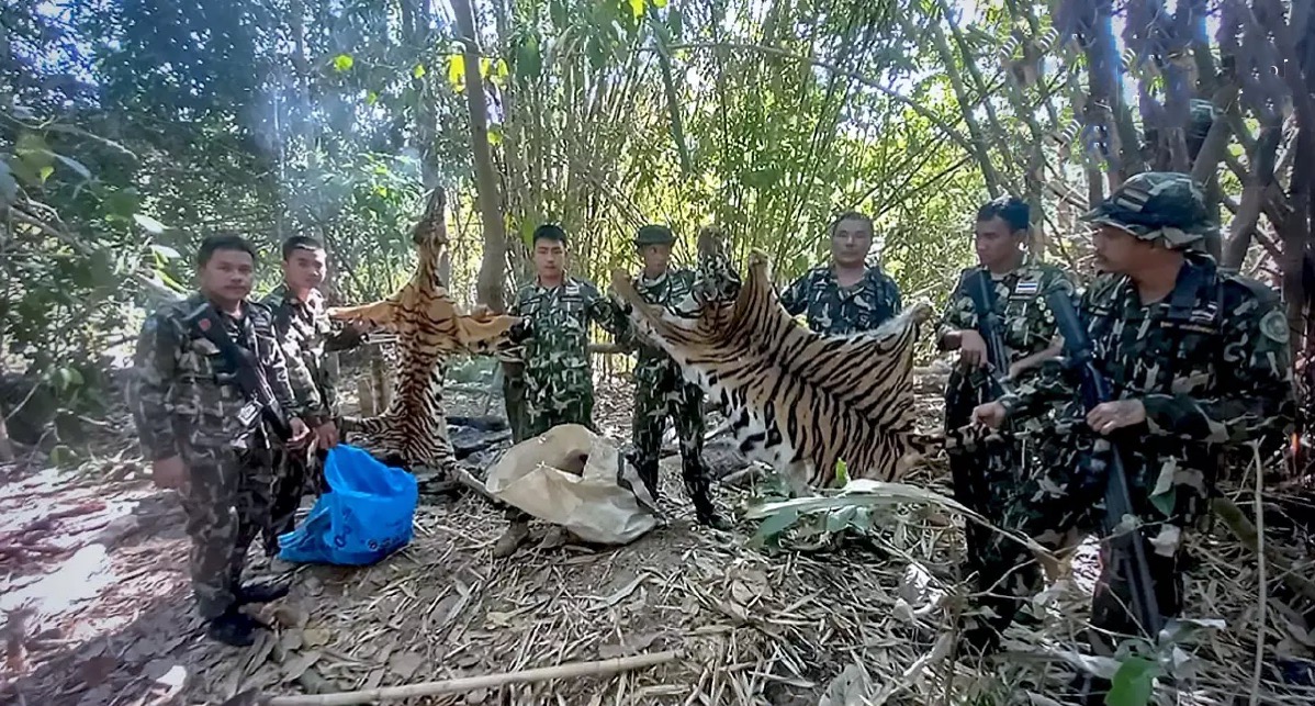 Twee kadavers van tijgers in beslag genomen in Nationaal park Kanchanaburi, jagers op de vlucht geslagen