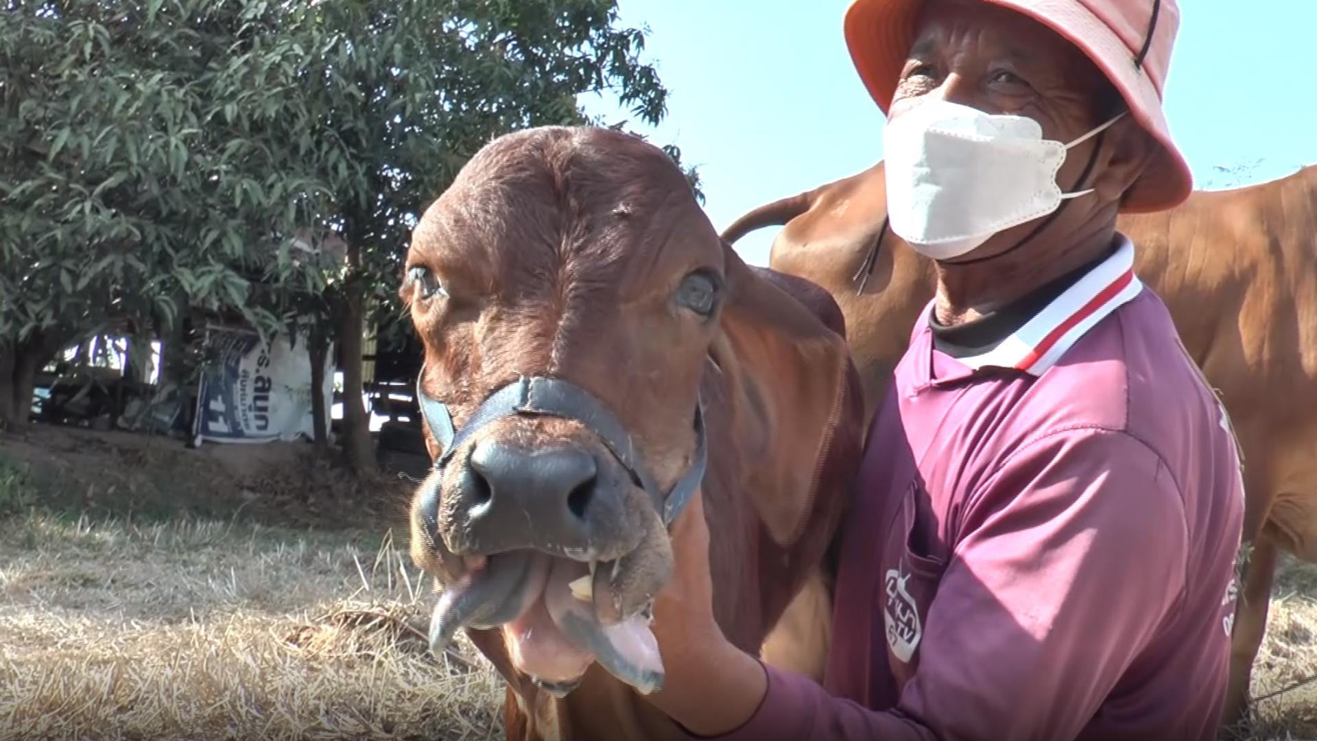 Veeboer denkt dat hij het geluk van de wereld zal hebben nadat zijn koe bevallen van een kalf met gespleten tong