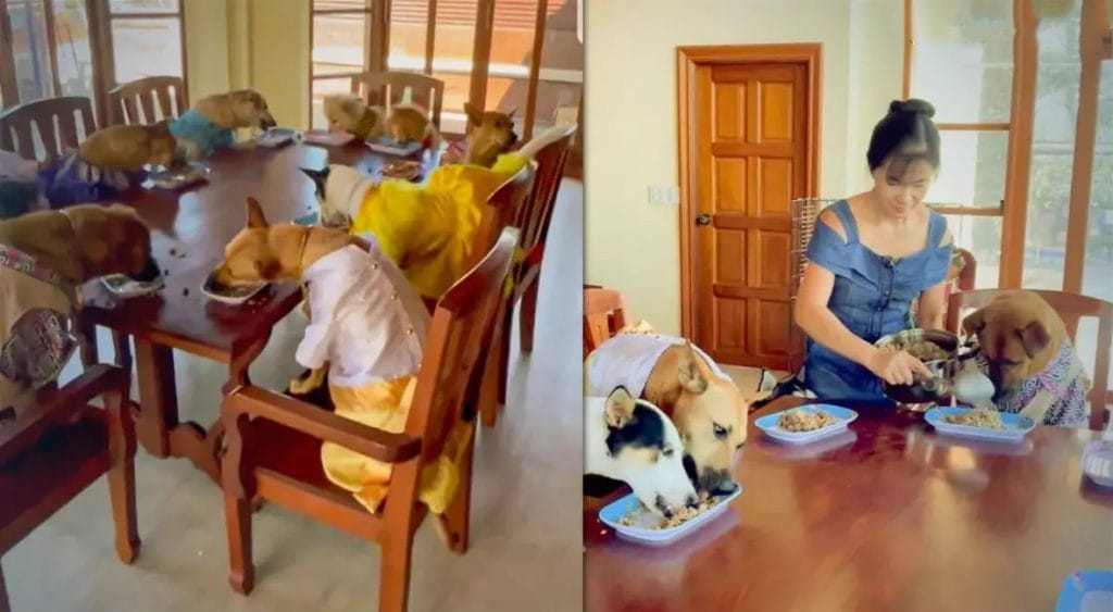 🎥 | Negen “welgemanierde” viervoeters veroveren de harten van de Thaise bevolking