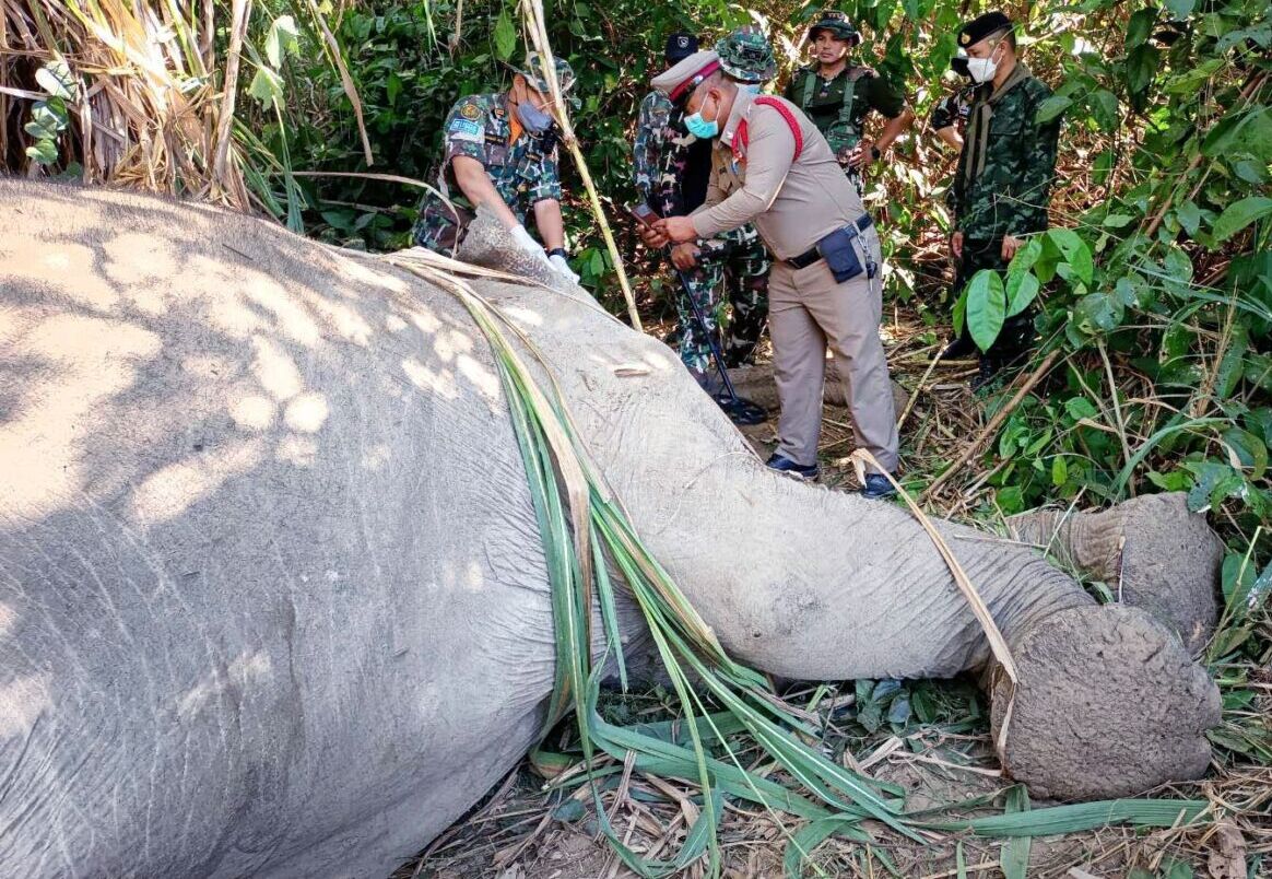 Forensisch onderzoek ingesteld naar de dood van een olifant in de Thaise provincie Prachuap Khiri Khan
