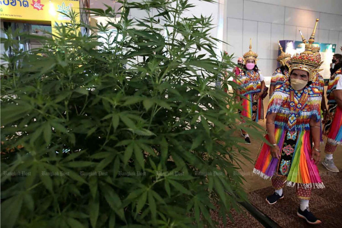 Cannabis blijft in Thailand een streng gecontroleerde stof ondanks wettelijke wijzigingen