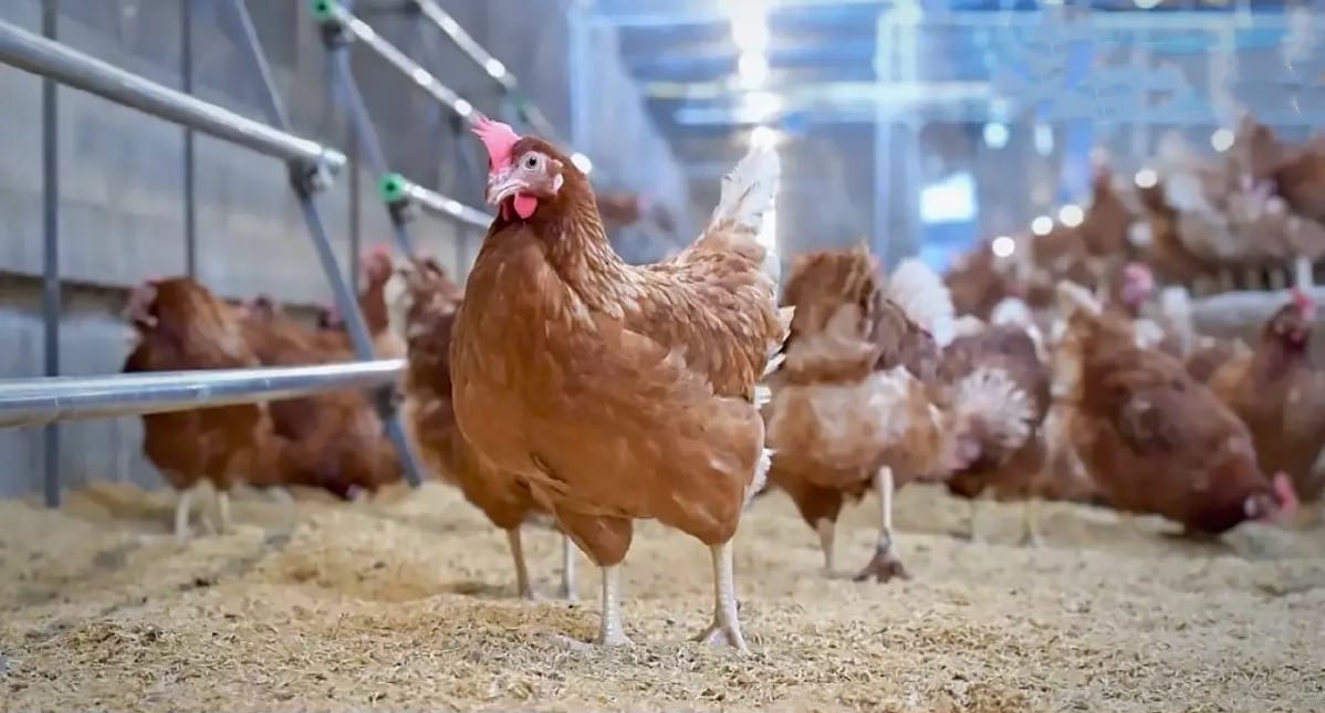 De prijs van kippenvlees vliegt misschien niet door het dak als de regering in Thailand de juiste beslissing neemt.