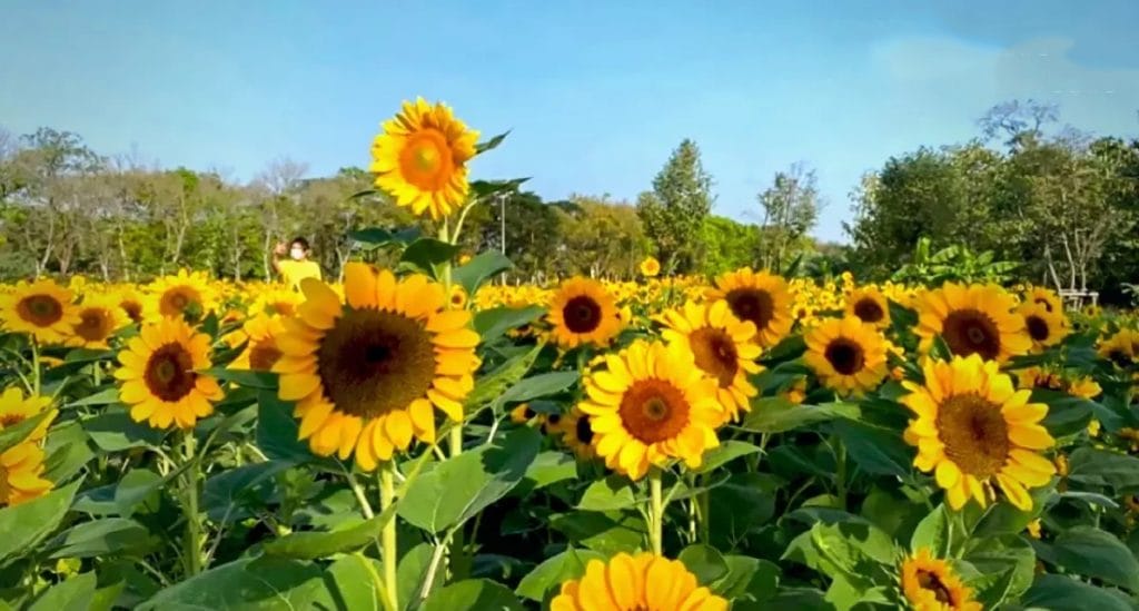 De hoofdstad van Thailand toont  30.000 zonnebloemen in Rod Fai Park