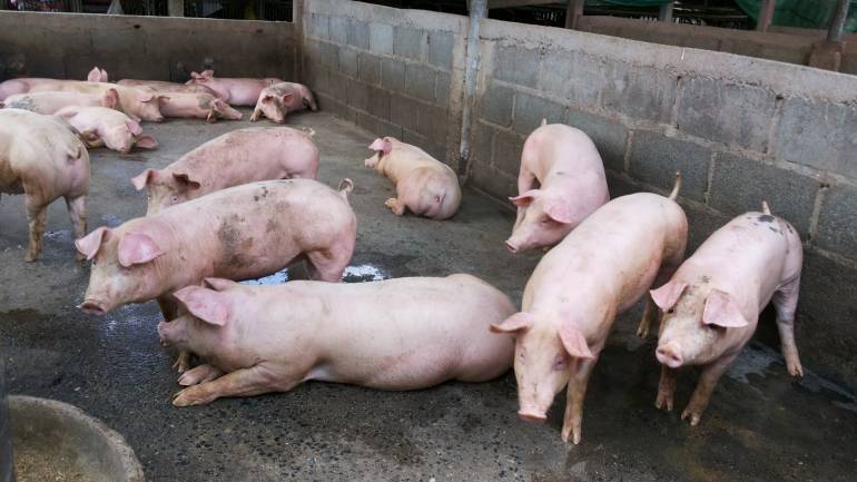 Thailand treft De Afrikaanse varkenspest in slachthuis Nakhon Prathom aan