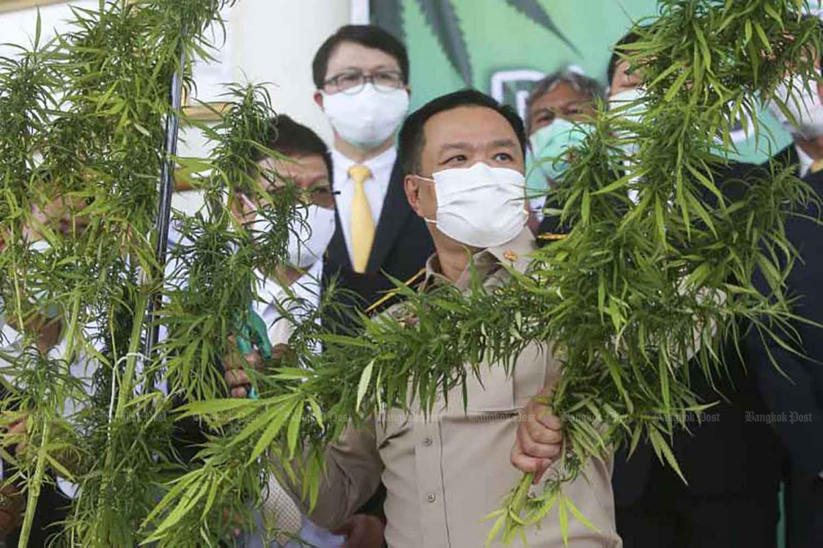 De minister van gezondheid, wilt proberen om marihuana in Thailand gelegaliseerd te krijgen