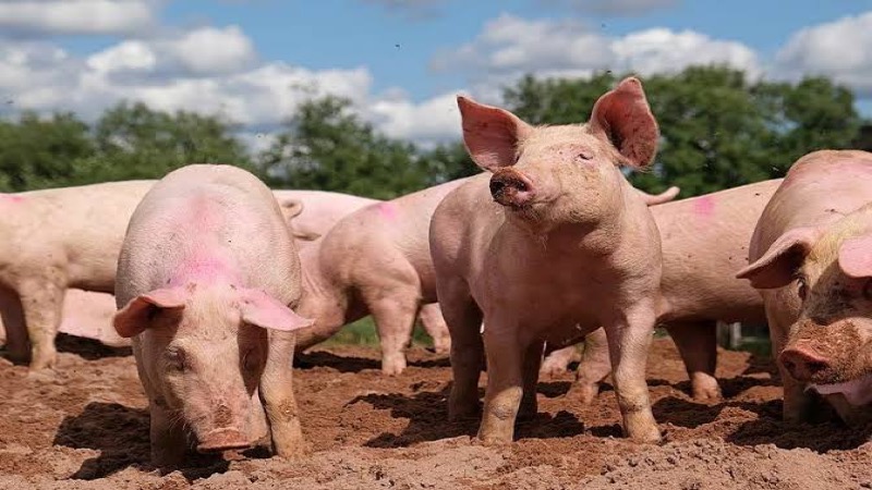Afrikaanse varkenspest op 3 varkensbedrijven in de provincie Prachuap Khiri Khan aangetroffen 