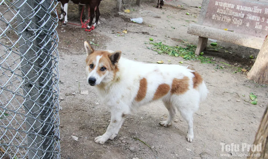 Dierenbescherming waarschuwt voor hondsdolheid in Pattaya na een bevestigd geval van een zwerfhond