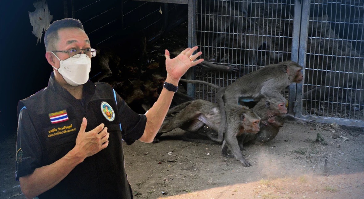 In Phetchaburi worden honderden makaken gecastreerd om bevolkingsexplosie te voorkomen