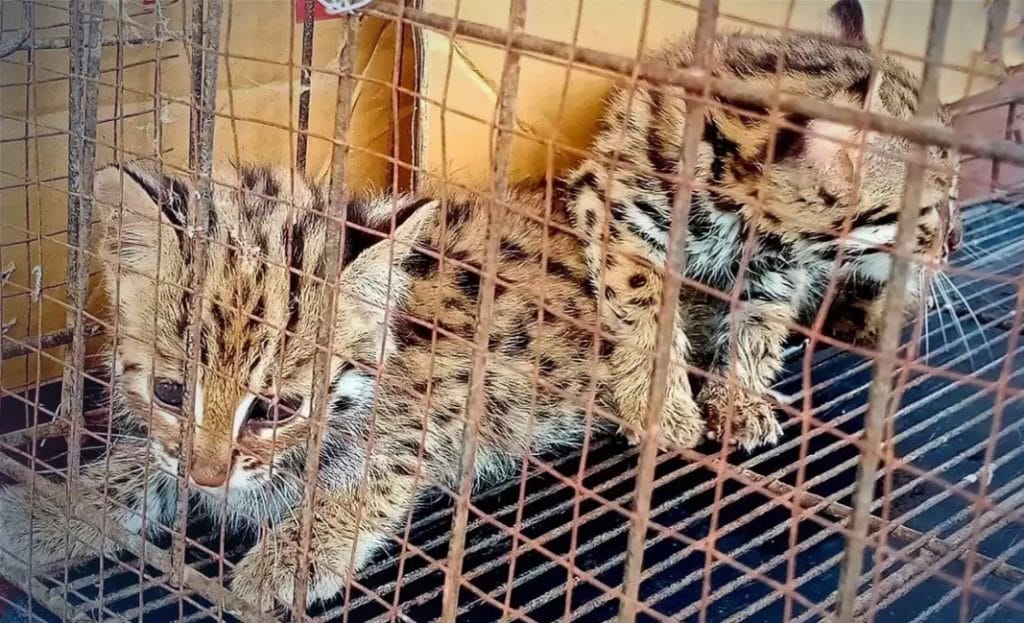 Twee zeldzame jonge viskatten achtergelaten in Tak