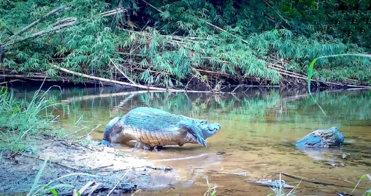 Zeldzame zonnebadende Siamese krokodil in het Kaeng Krachan National Park gespot