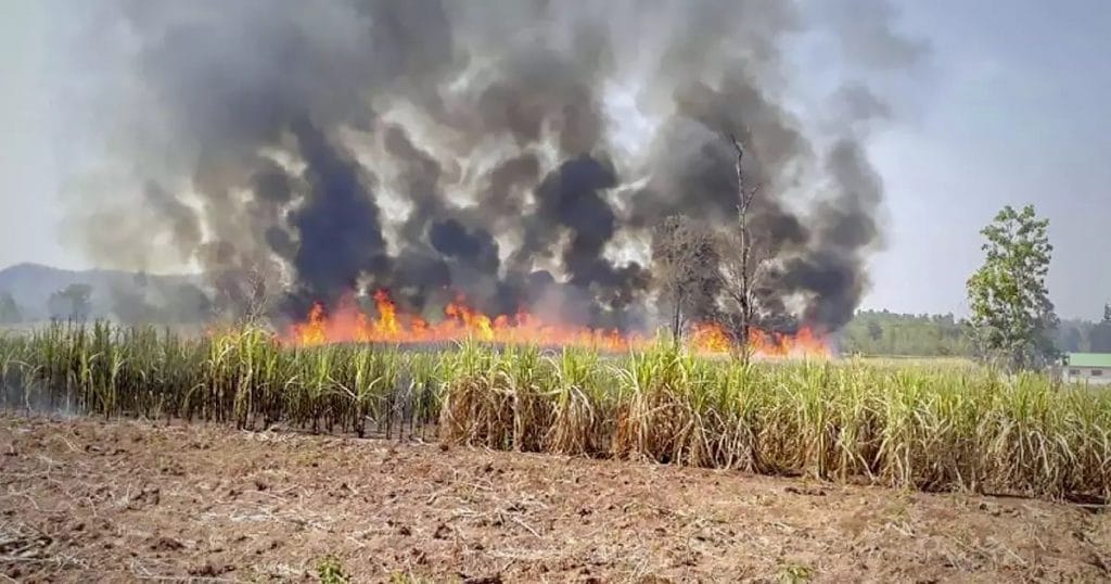 De suikerriettelers en suikerfabrieken van Thailand slaan de handen ineen om PM2.5-stof te beteugelen