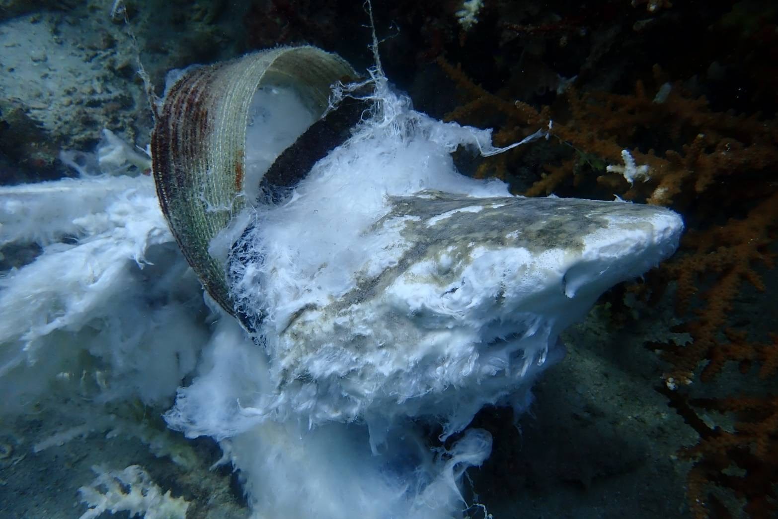 Park beheerders van Koh Phi Phi vragen de mensen om de zee schoon te houden nadat zwangere haai gevangen in hoed sterft 