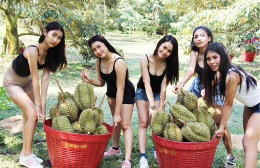 De doerian-boeren in Thailand bereiden zich voor op een moeilijke export van hun vruchten naar China