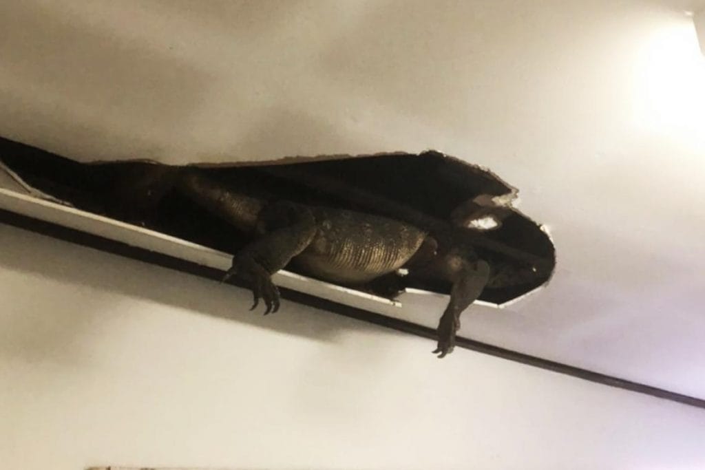 Thaise vrouw schrikt zich het apezuur wanneer een vette dikke water monitor half door het plafond van haar badkamer zakte