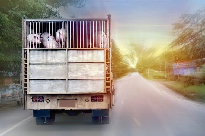 Snuffelhonden bij de grens van Thailand en Laos ingezet om smokkel van varkensvlees te voorkomen