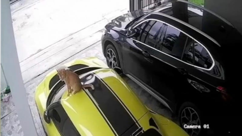 Kat springt op een luxe sportwagen, de eigenaar daarvan eist 100.000 baht schadevergoeding voor krasjes.