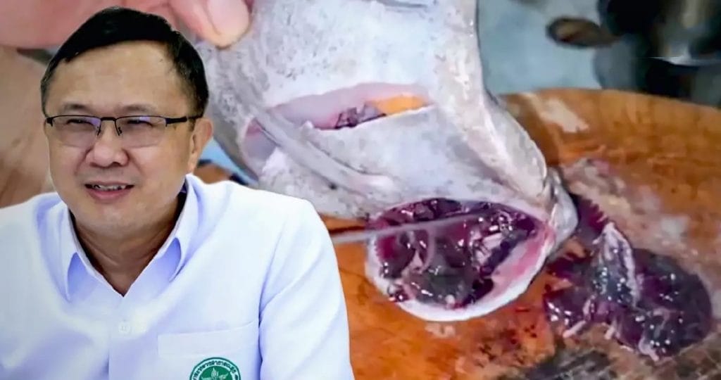 De vis met zwarte kieuwen op markt in Rayong, is géén gevaar voor de volksgezondheid