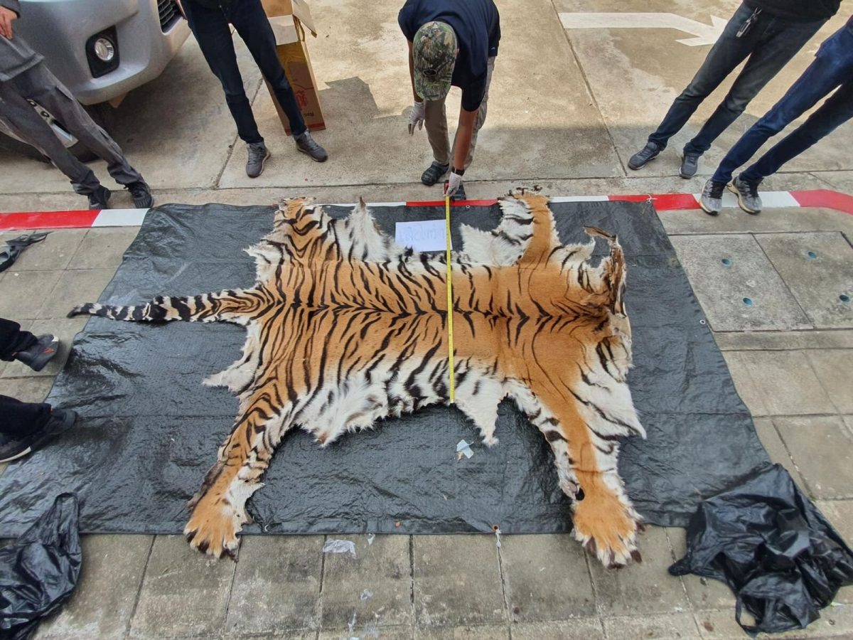 Drie Thaise mannen gearresteerd nadat ze naar verluidt tijger- en luipaardvellen hadden verkocht aan een undercoveragent