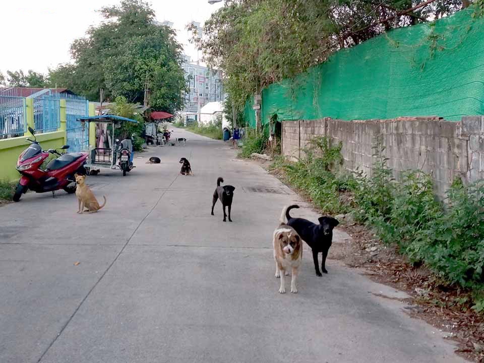 Het voeren van zwerfhonden wordt in de kustplaats Pattaya ten strengste afgeraden