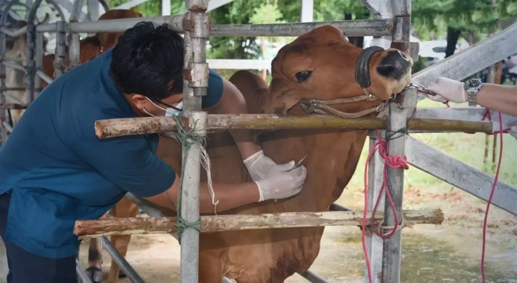 In Thailand ontwikkelt vaccin tegen veeziekte succesvol