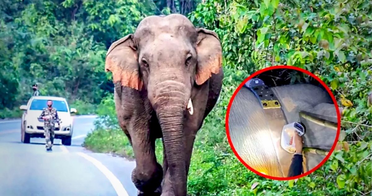 Olifanten die stiekem uit de nationale park van Kaeng Krachan waren geslopen, hebben GPS halsbanden gekregen