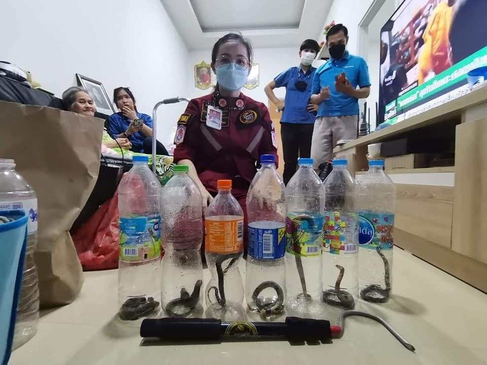 Acht jonge cobra’s vallen het huis van een bejaarde vrouw in Centraal Thailand binnen
