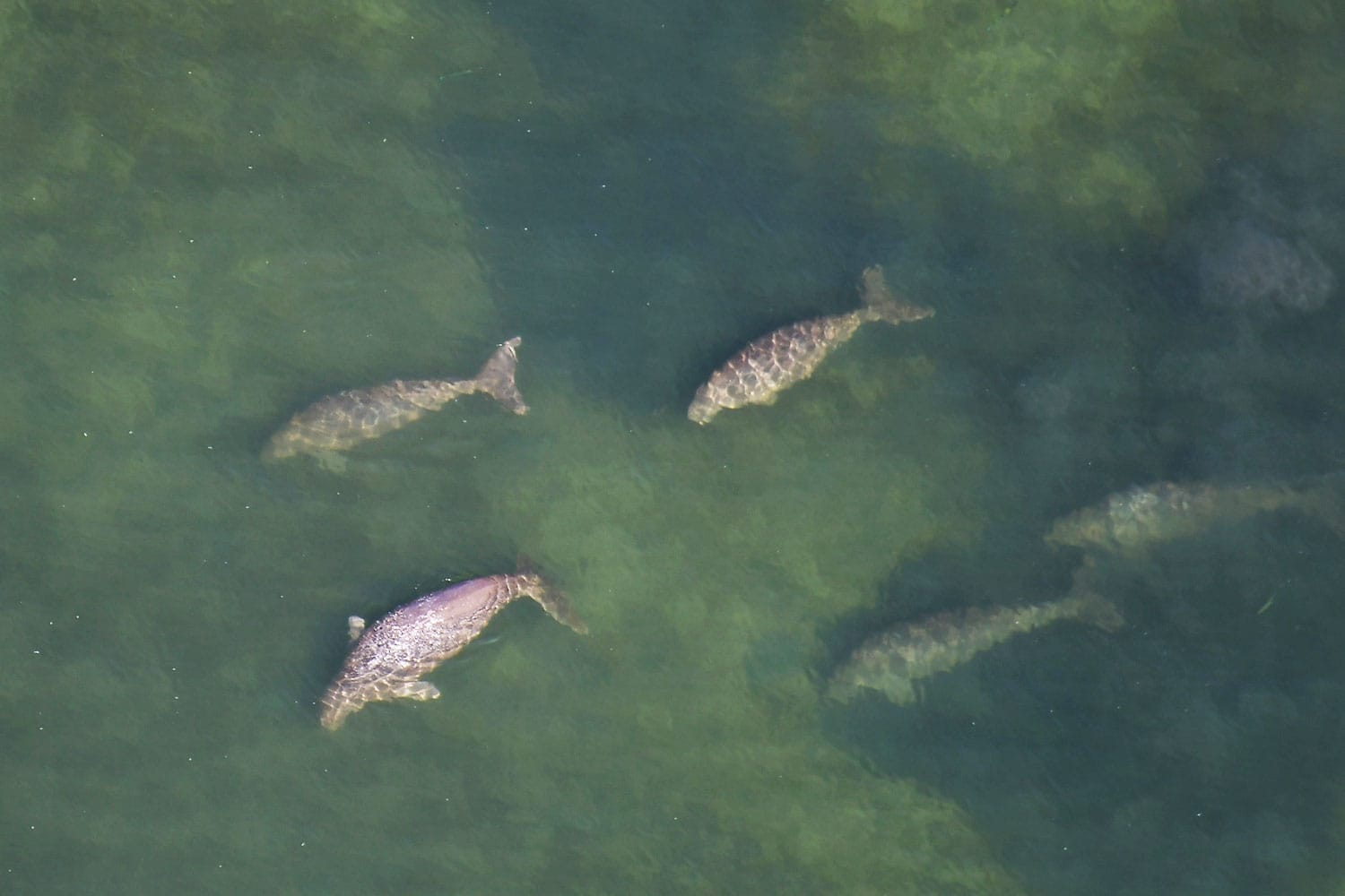 Onderzoek vanuit de lucht toont overvloedig zeeleven in de Thaise provincie Trang