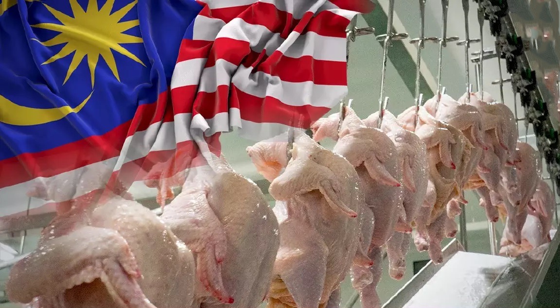 Maleisië gaat te midden van grotere vooruitzichten voor Thaise export de pluimvee locaties in Thailand inspecteren 