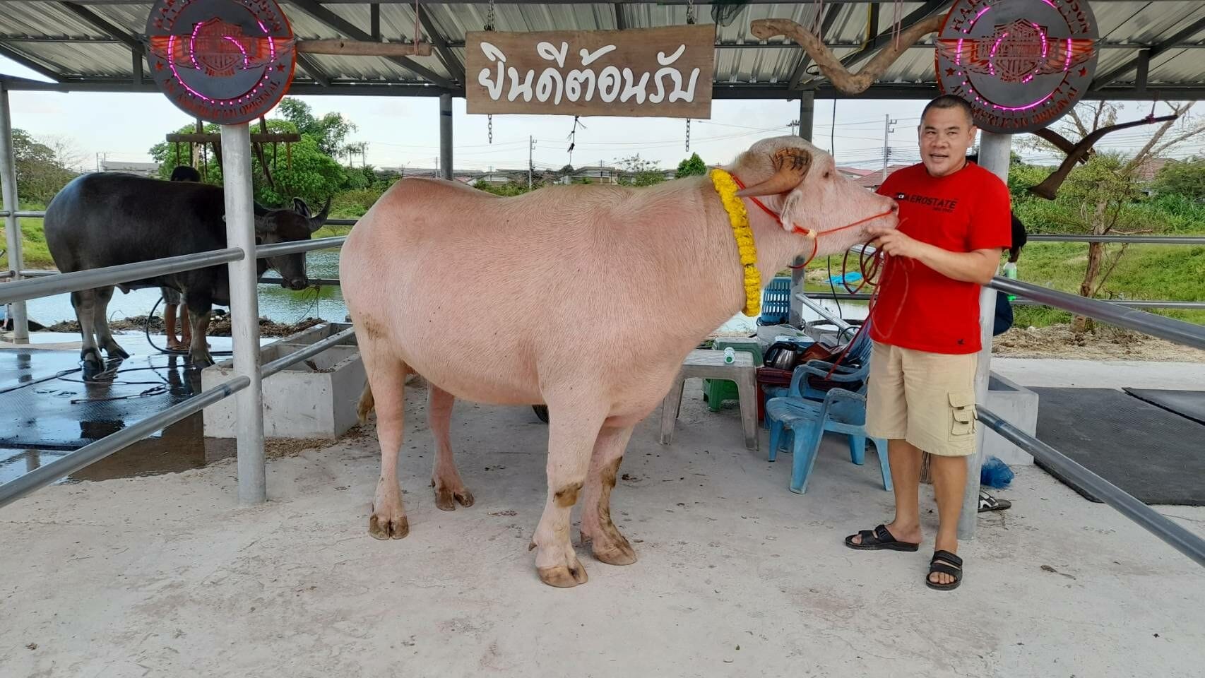 Albino waterbuffel tijdens het 10e festival in Uthai Thani, Thailand verkocht voor 2,5 miljoen baht