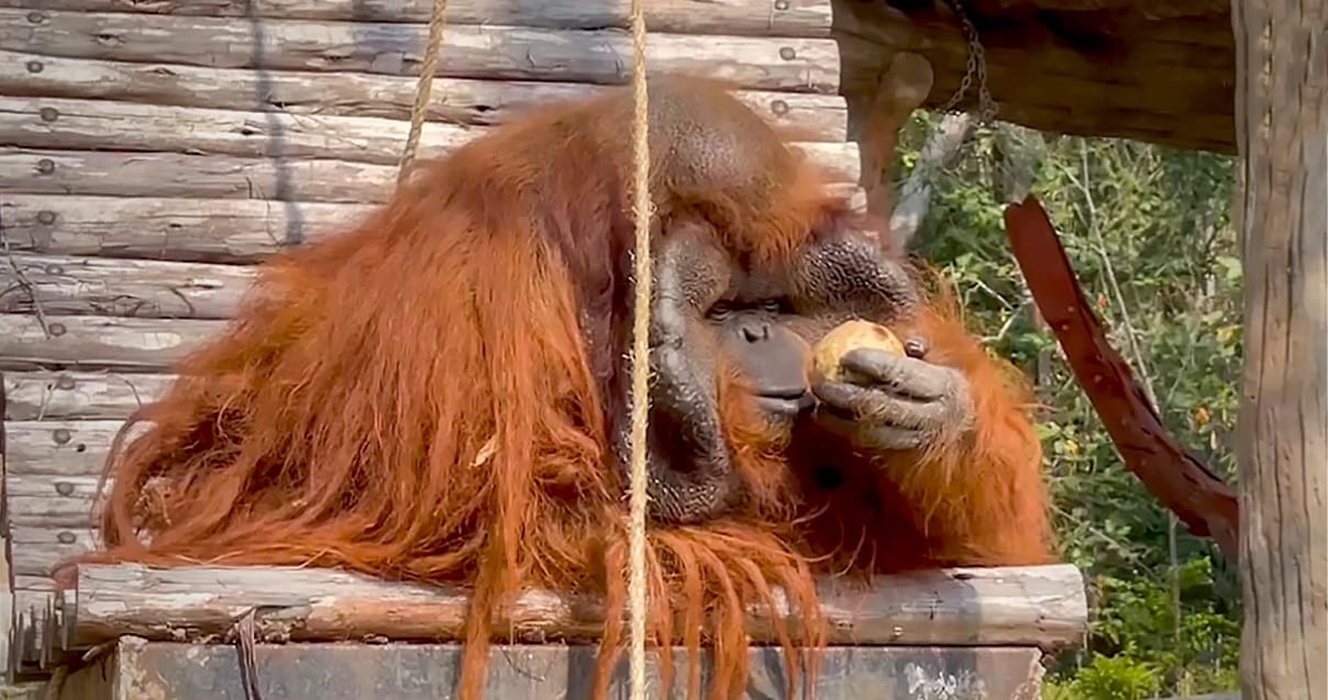Chiang Mai Zoo maakt brandgangen, en koelt de bewoners  af ​​naarmate de temperatuur stijgt