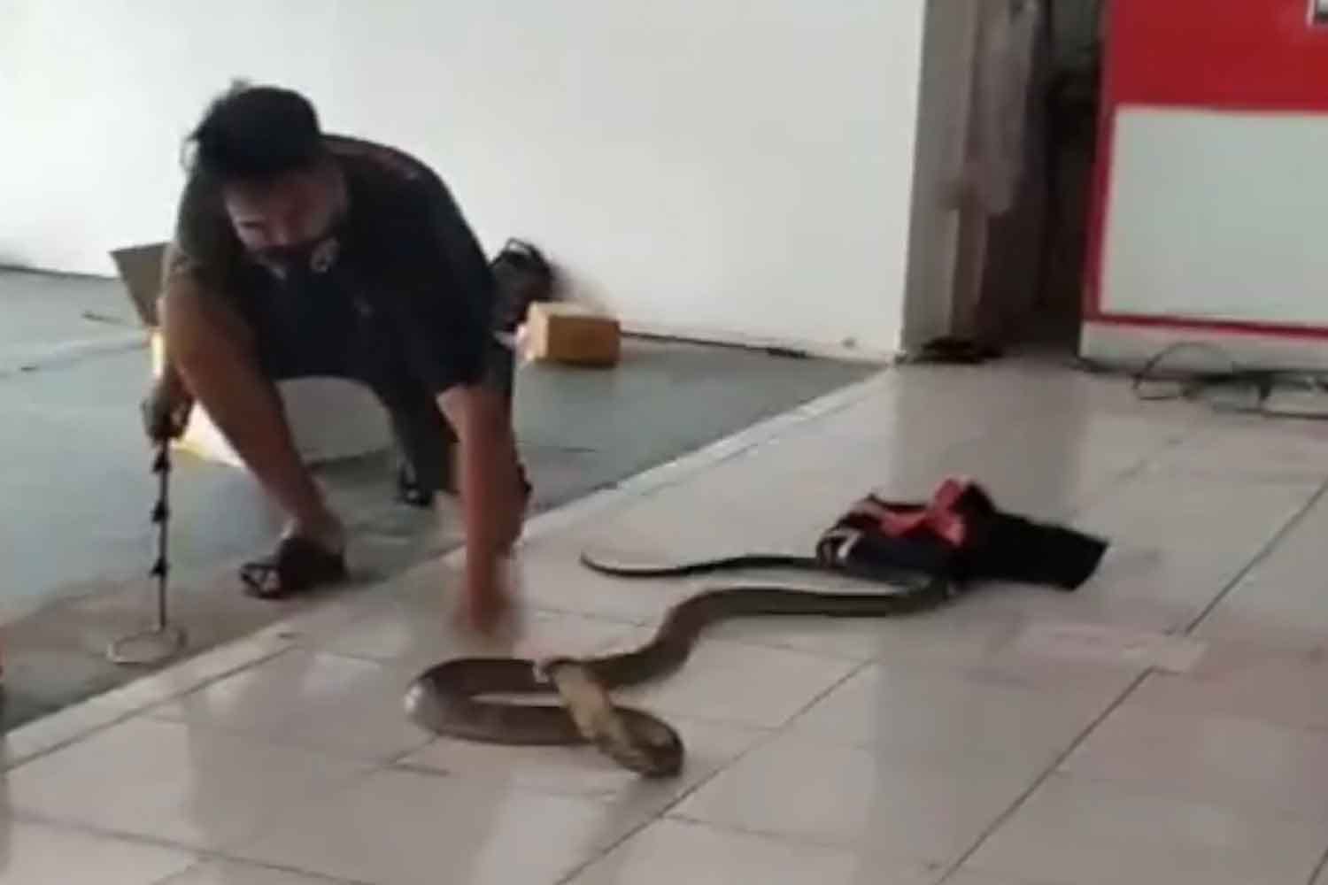 Baas, d’er zit een slang in de doos, het zal wel voorjaar wezen!