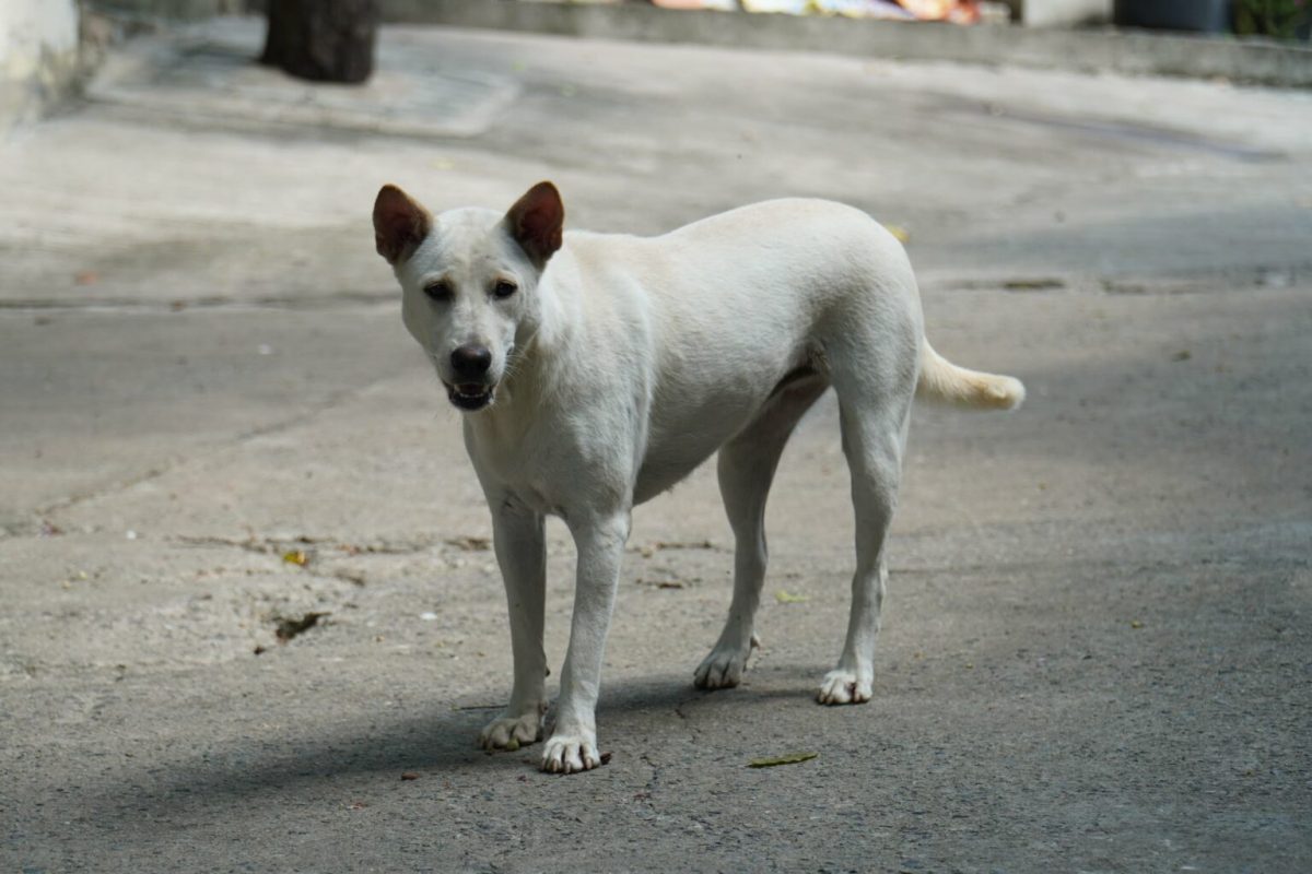 Dierenleger Pattaya vaccineerde méér dan 100 honden in 3 dagen tijd in de omgeving van Pratumnak Hill en Dongtan Beach