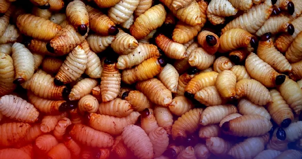 Boeren in Thailand worden aangespoord om ‘gouden oogst’ van knapperige palmkevers te telen