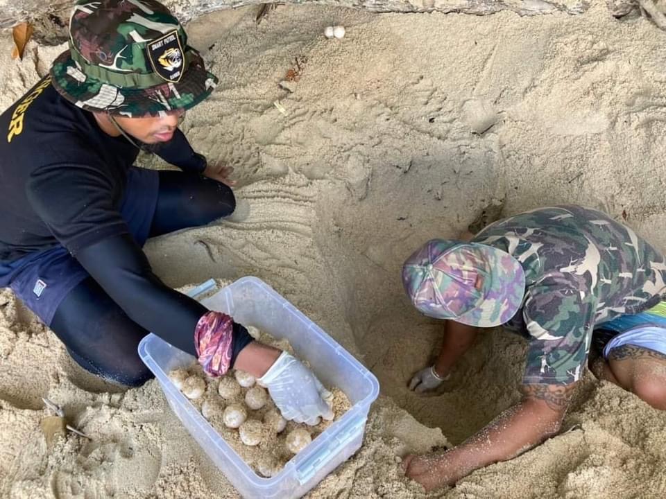 112 eieren van de bedreigde groene zeeschildpadden op Koh Surin gevonden 