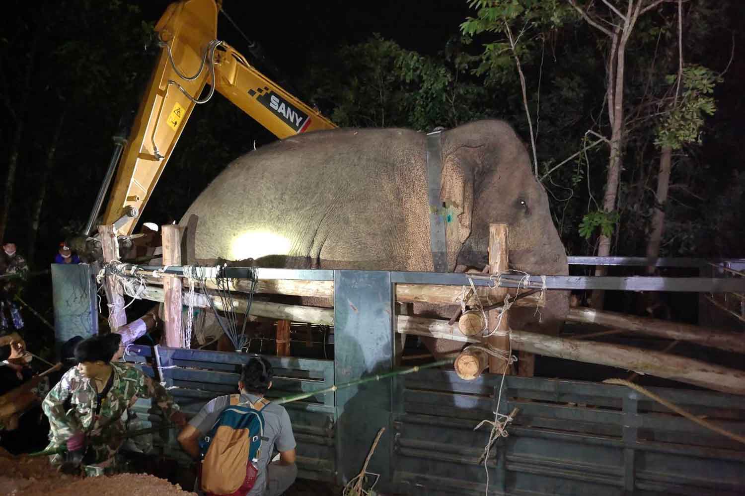 ‘Sidor Noke’ gevangen genomen, teruggebracht naar natuurreservaat waar hij thuishoort
