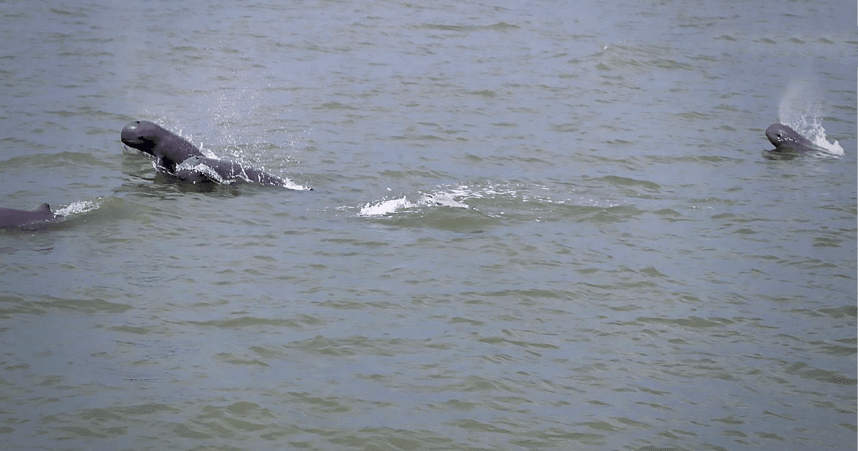 School van acht zeldzame dolfijnen in de Thaise provincie Trat gespot