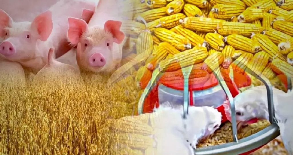 Producenten dringen er bij de Thaise overheid op aan om veevoer van de controlelijst te verwijderen nu de prijzen van maïs en tarwe stijgen