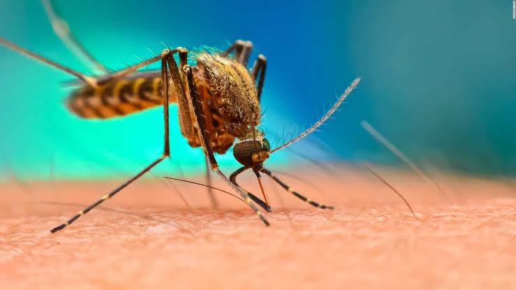 Het DDC in Thailand waarschuwt dat het dengue seizoen weer arriveert