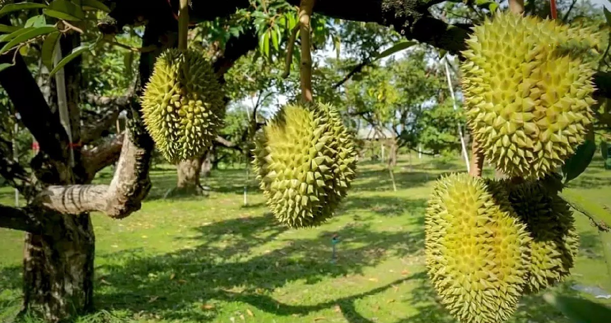 Het oogsten van onrijpe durians kan resulteren in 3 jaar in de gevangenis, zo waarschuwt de regering van Thailand