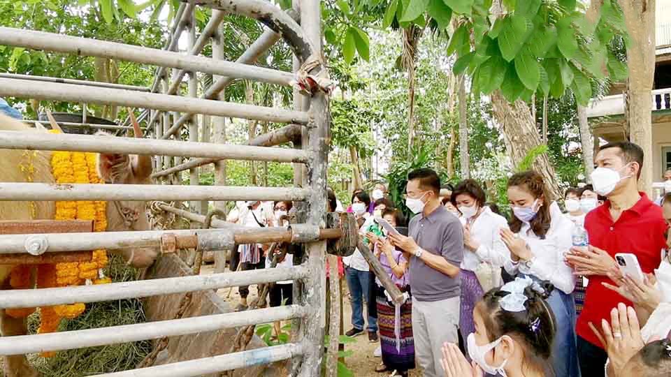 De loco-burgemeester van Pattaya spaart het leven van enkele albino-buffels