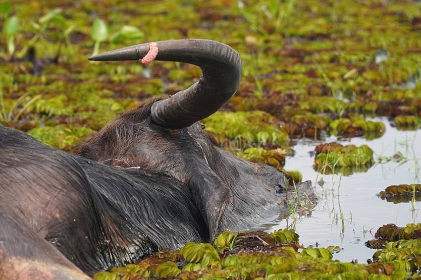 Ministerie van Landbouw levert 12 ton hooi om stervende Phatthalung-buffels in Zuid Thailand te redden