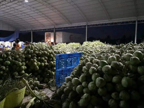 Afzet Thaise kokosnoten loopt in China door corona terug