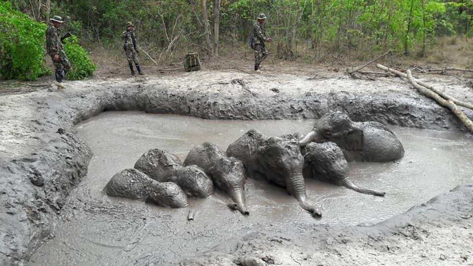 Parkwachters in Centraal Thailand halen zes uitgeputte olifantjes uit een modderpoel
