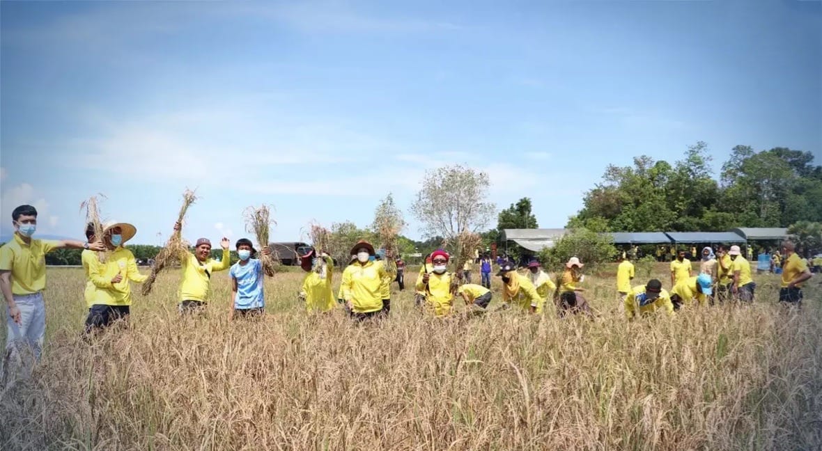 Zuid Thailand kijkt tevreden uit naar een rijke oogst