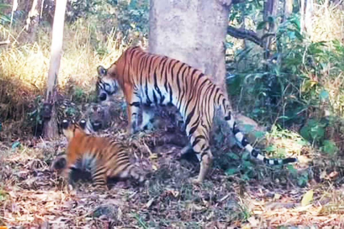 Beweging camera’s leggen zeldzame wilde soorten dieren in West-Thailand vast