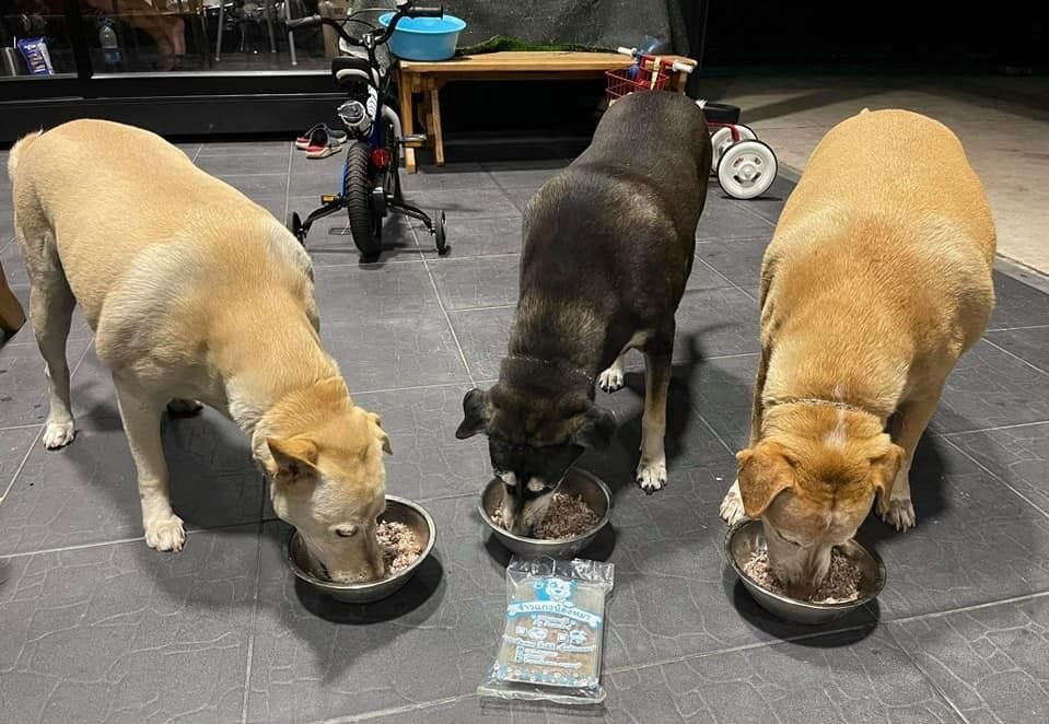 De Soi Dog Foundation van Phuket doneert 250.000 Amerikaanse dollar voor Oekraïense huisdieren